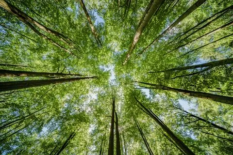 Sunlight streaming through tall trees in a lush, vibrant forest. Perfect for  Stock Photos
