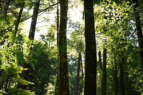 Sunlight streaming through tall trees in a green forest. Stock Photos