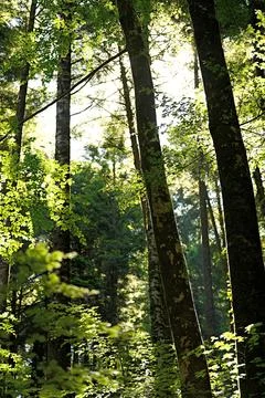 Sunlight streaming through tall trees in a green forest. Stock Photos