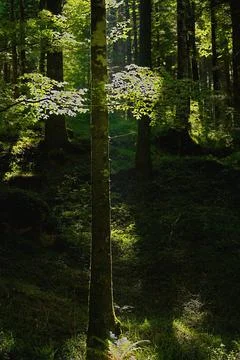 Sunlight streaming through tall trees in a green forest. 스톡 사진