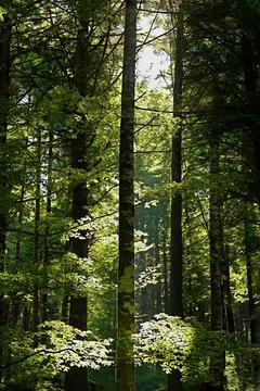 Sunlight streaming through tall trees in a green forest. Stock Photos