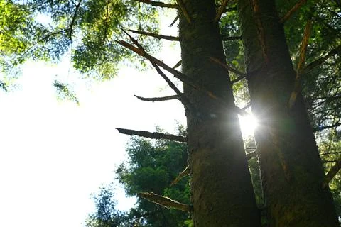 Sunlight streaming through tall trees in a green forest. 스톡 사진