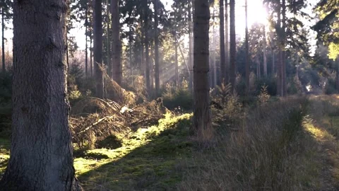 Sunlight streaming through tranquil forest path at golden hour Stock Footage 289663388