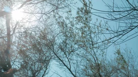Sunlight Streaming Through Tree Branches on a Clear Day at Goa Cemara Beach Stock Footage 302525064