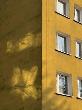 Sunlight streaming through tree branches creates intricate shadows on warm Stock-Fotos