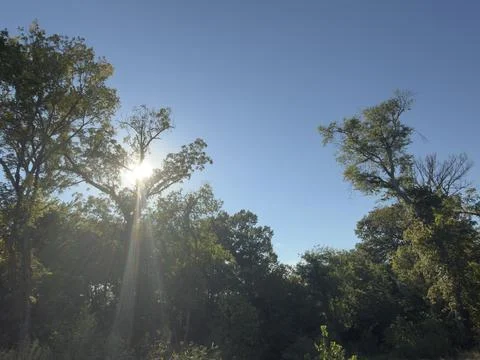 Sunlight Streaming Through Tree Canopy on Clear Day Stock Photos
