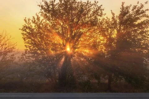 Sunlight streaming through tree foliage at dawn Stock Photos
