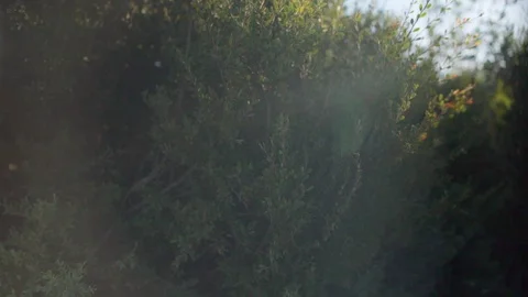 Sunlight Streaming Through Tree Stock Footage 87004195