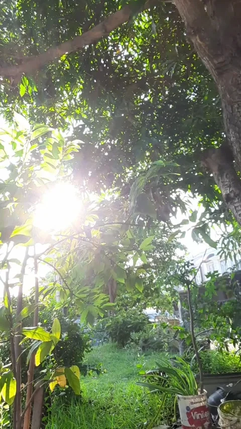 Sunlight Streaming Through Tree Leaves Stock Footage 331420030