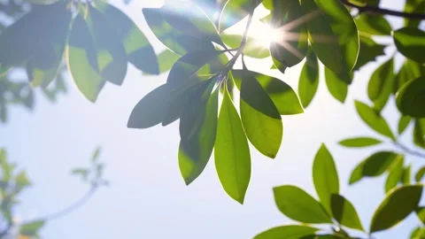 Sunlight Streaming Through Tree Leaves Closeup 4K Video stock 341861610