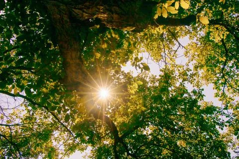 Sunlight streaming through tree leaves creates a serene atmosphere in nature Stock Photos