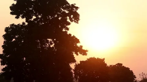 Sunlight Streaming Through Tree Silhouettes at Sunset Stock Footage 328529475