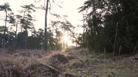 Sunlight streaming through trees during golden hour in a lush forest Video stock 293082120