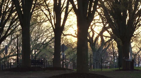 Sunlight streaming through trees Stock Footage 24626657