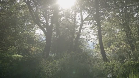 Sunlight Streaming Through Trees in Forest Vídeos de archivo 334670483