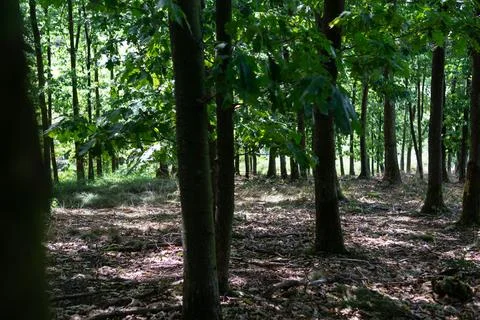Sunlight streaming through the trees in a green forest. Foto stock