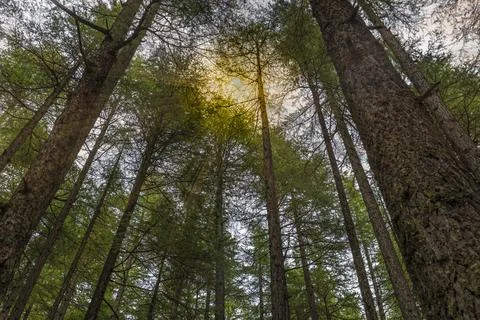 Sunlight streaming through trees inside deep forest. Green theme Stock Photos