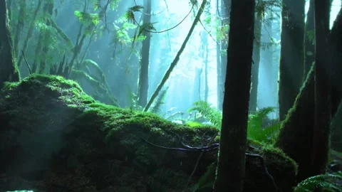 Sunlight streaming through trees in a lush green mossy forest background for Stock Footage 347153524