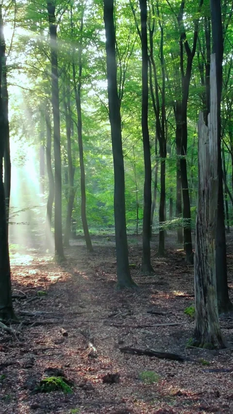 Sunlight streaming through trees in a lush green forest with a dead tree trunk Stock Footage 347154612