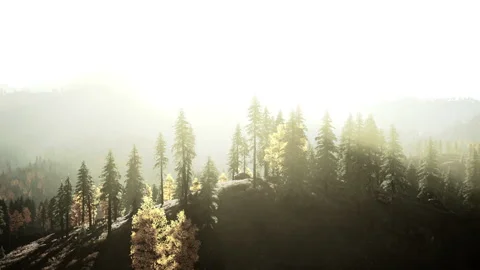 Sunlight streaming through trees in a mountainous landscape Stock Footage 251884146