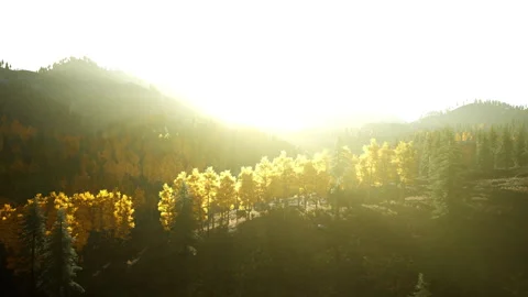 Sunlight streaming through trees in a mountainous landscape Stock Footage 303850168