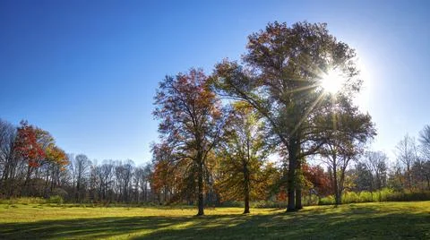 Sunlight Streaming Through Trees In the park During Autumn Stock Photos
