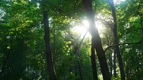Sunlight streaming through trees in a peaceful forest setting during midday Stock Footage 313300776