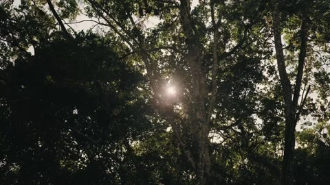 Sunlight Streaming Through Trees in Peten Mayan Jungle Rainforest, Guatemala Stock Footage 344015440