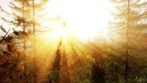 Sunlight streaming through the trees in a picturesque forest Stock Illustration