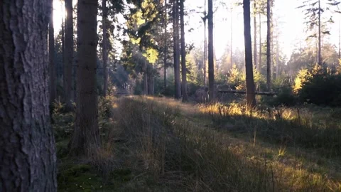 Sunlight streaming through trees in a serene forest path Video stock 289663384