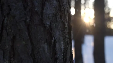 Sunlight streaming through trees in snowy winter forest as snow gently falls. Stock Footage 313815251