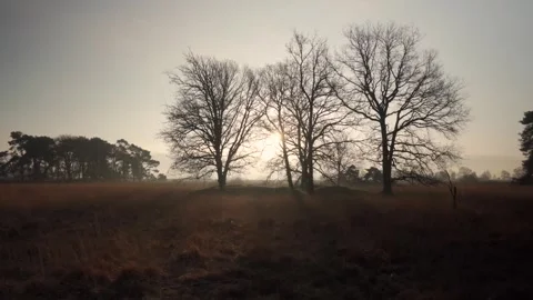 Sunlight streaming through trees in a spacious open field Stockbeeldmateriaal 292924391