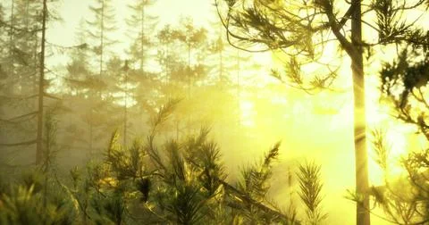 Sunlight streaming through trees in a tranquil forest at dawn Stock Illustration