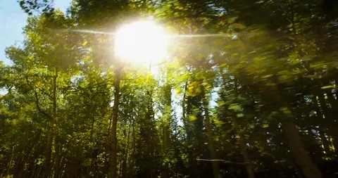 Sunlight Streaming Through The Trees While Driving In Colorado Stock Footage 91329087