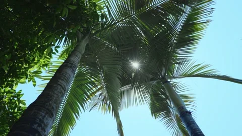 Sunlight Streaming Through Tropical Coconut Palm Leaves Outdoors Stock Footage 341876998