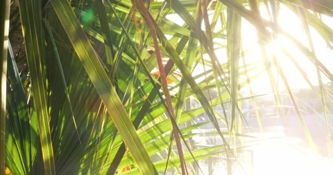 Sunlight Streaming Through Tropical Palm Leaves In Warm Summer... Stockbeeldmateriaal 333525106