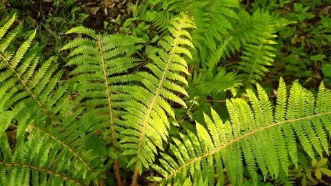 Sunlight streaming through verdant fern fronds, highlighting intricate leaf Stock Footage 308538732