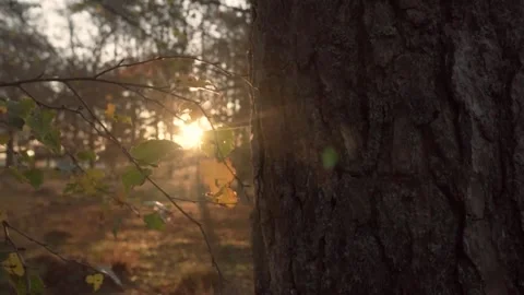 Sunlight streaming through a vibrant autumn forest canopy Видео 292924339