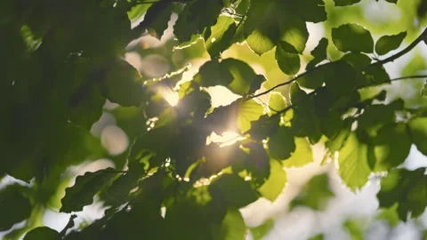Sunlight Streaming Through Vibrant Green Leaves Swaying Gently in Warm Breeze Video stock 288759994