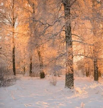 Sunlight Streaming Through Winter Boreal Forest Stock Photos
