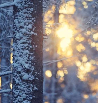 Sunlight Streaming Through Winter Boreal Forest Stock Photos
