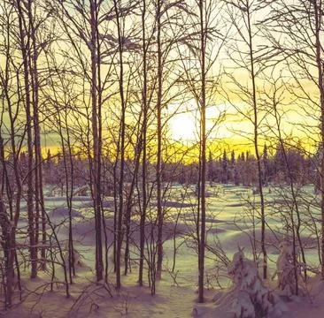 Sunlight Streaming Through Winter Boreal Forest Stock Photos