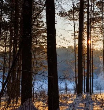 Sunlight Streaming Through Winter Boreal Forest Stock Photos