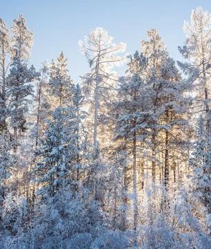 Sunlight Streaming Through Winter Boreal Forest Stock Photos