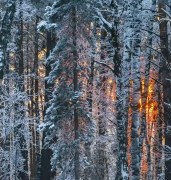 Sunlight Streaming Through Winter Boreal Forest Stock Photos