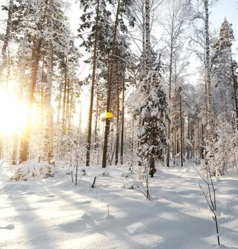 Sunlight Streaming Through Winter Boreal Forest Stock Photos