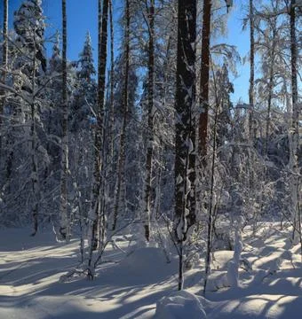 Sunlight Streaming Through Winter Boreal Forest Stock Photos