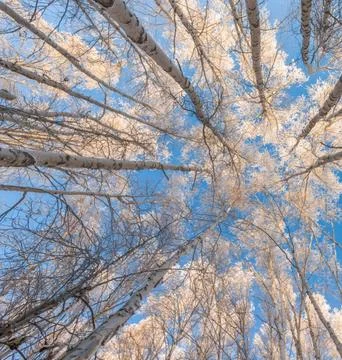 Sunlight Streaming Through Winter Boreal Forest Stock Photos
