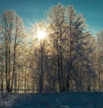 Sunlight Streaming Through Winter Boreal Forest Stock Photos