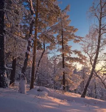 Sunlight Streaming Through Winter Boreal Forest Stock Photos